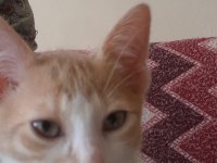 Sarı Ve Kardeşleri Kediler