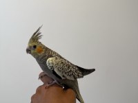 Sultan Papağanımız Sahiplendirilecektir