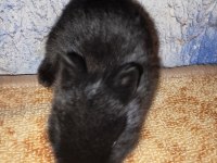 Hollanda Cüce Nedherland Dwarf Tavşan