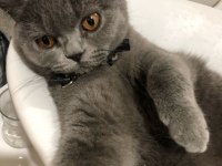10 Aylık Dişi British Shorthair