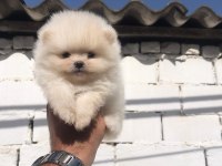Pomeranian Boo Yavru Köpeğimiz