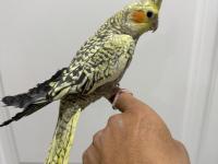 Sultan Papağanı Sahiplendirilir