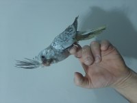 Sultan Papağan Yavrusu 45 Günlük