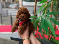 Mini Toy Poodle Yavrular - Çok Sevimli