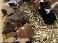 Her Zaman Ginepig Yavrular Bulunur