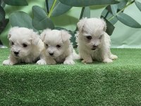Gönderim imkanı ile maltese yavru köpekler