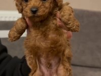 Kore Poodle Yavrular Sağlık Garantili