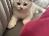 Erkek British Shorthair 2 Aylık