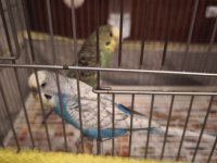 Muhabbet Kuşu Dişi Ve Erkek 1 Yaşında