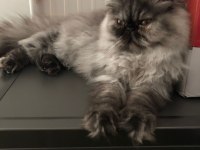 6 Aylık Dişi İran Persian Kedimiz