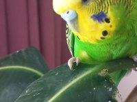 Yavru Ve Yetişkin Çift Kuşlar Ve Sultan Papağanı