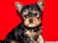 Yorkshire Terrier Yavru Köpekler