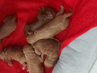 Poodle yavrular rezerveye açık - her şey ortada