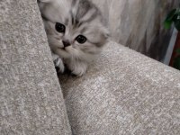 2 Adet Scottish Fold Dişi Yavrumuz