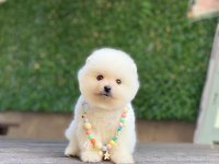 0-3 Aylık Pomeranian Yavrular