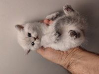 Acil British Shorthair Kedisi Yavrularımız
