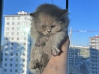 2 Tane Çok Güzel British Kediler Sahiplerini Bekliyor