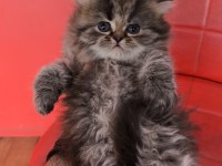British Longhair Black Tabby Point