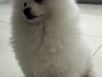 Ayı Surat Pomeranian Boo