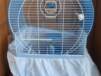 15 Ağustos Doğumlu Mavi Erkek Forpus Yavrusu