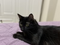 Kalıcı yuva aranıyor kedimize