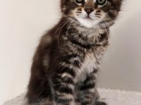 Safkan Maine Coon Yavruları Full Şecereli Ünvanlı Ebeveynlerden