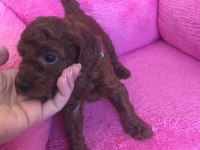 Sağlıklı Kore Poodle