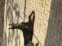 Ülkenin En Asil Yakışıklı Dobermanı