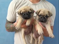 Irk Garantili Pug Köpekleri