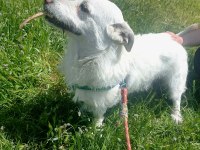 Köpeğimiz Luka Ya Acil Yuva