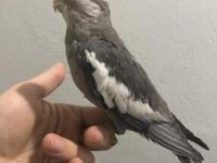 Yavru Sultan Papağanları