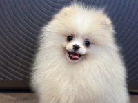 Üst düzey erkek pomeranian boo