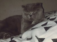 2 Aylık Dişi Ve Erkek Minik Scottish Fold Yavrular