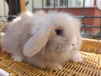Hollanda Teddy Lop Tavşan Yavrular