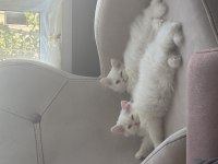 3 Aylık Yavru British Longhair Kediler