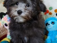 Orjinal Toy Maltipoo Yavrular