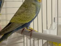 İstanbul içi adrese teslim kapıda ödeme muhabbet kuşu