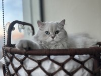 British longhair şecereli cins kedi