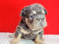 Tr Deki En Yeni Ve Üst French Bulldoglar