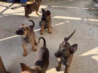 A Kalite Maskeli Belçika Kurdu