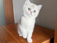 Muhteşem Göz Rengine Sahip Safkan British Yavru