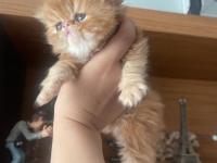 Garfield Egzotic Yavru Kediler