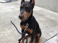 Füzeden Daha Etkili Doberman