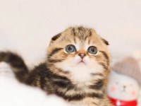 Minik Kıvrım Büyük Sevgi Blackgolden Scottish Fold