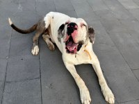 Devasa Bir Köpek İstiyorsanız Yavru Danualarımız İle Tanışın