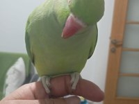 Evcil Çift Pakistan Papağanı Dişi Konuşuyor