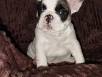 Oyun Arkadaşı French Bulldog Bebeklerimiz