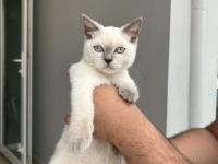 3.5 aylık blue point scottish fold