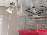 Limon Sarısı Sultan Papağanı