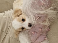 Kendi Köpeğimin Bebişleri (Sadece Niğde İçi)